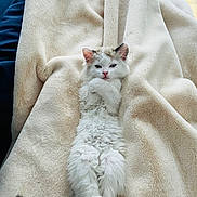 Hélios a rejoint le concours — aidez-le/la à gagner de superbes lots ! cat, fluffy, white_cat, gray_tail, blanket, cozy, relaxed, lounging, indoor, couch, soft_texture, pet, animal, fur, cute, resting, pink_nose, ears, tail, sleepy