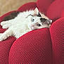 cat, white_cat, black_markings, blue_eyes, fluffy, lounging, red_couch, textured_furniture, indoor, relaxed, pet, animal, fur, closeup, resting, cozy, home, comfort, soft, cute