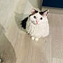 cat, white_cat, black_patch, fluffy, blue_eyes, pet, indoor, wood_floor, looking_up, curious, shadow, fur, animal, cute, domestic_cat, whiskers, ears, sitting, soft_light, blurred_background