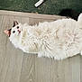 cat, fluffy, white_cat, black_markings, blue_eyes, wooden_floor, green_carpet, pet, indoor, relaxed, lying_down, curious, cute, feline, animal, domestic, fur, whiskers, tail, playful