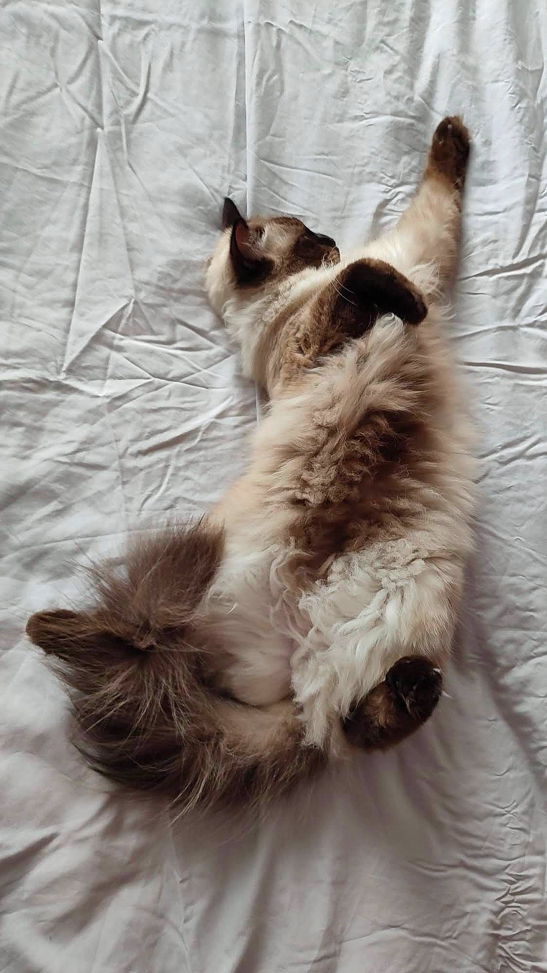 Luna-tic is registered to the contest to win money with this photo: british_longhair, canidae, carnivore, cat, claw, comfort, companion_dog, dog_breed, fawn, felidae, fur, grey, liver, paw, small_to_medium_sized_cats, sporting_group, tail, terrestrial_animal, whiskers, working_animal