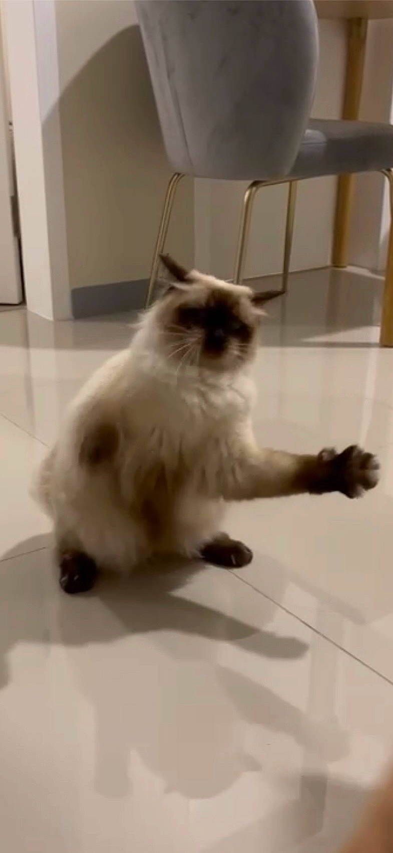 Luna-tic joined the competition — help win amazing prizes! birman, carnivore, cat, claw, composite_material, fawn, felidae, floor, flooring, fur, gas, hardwood, ragdoll, siamese, small_to_medium_sized_cats, snout, tail, terrestrial_animal, whiskers, wood