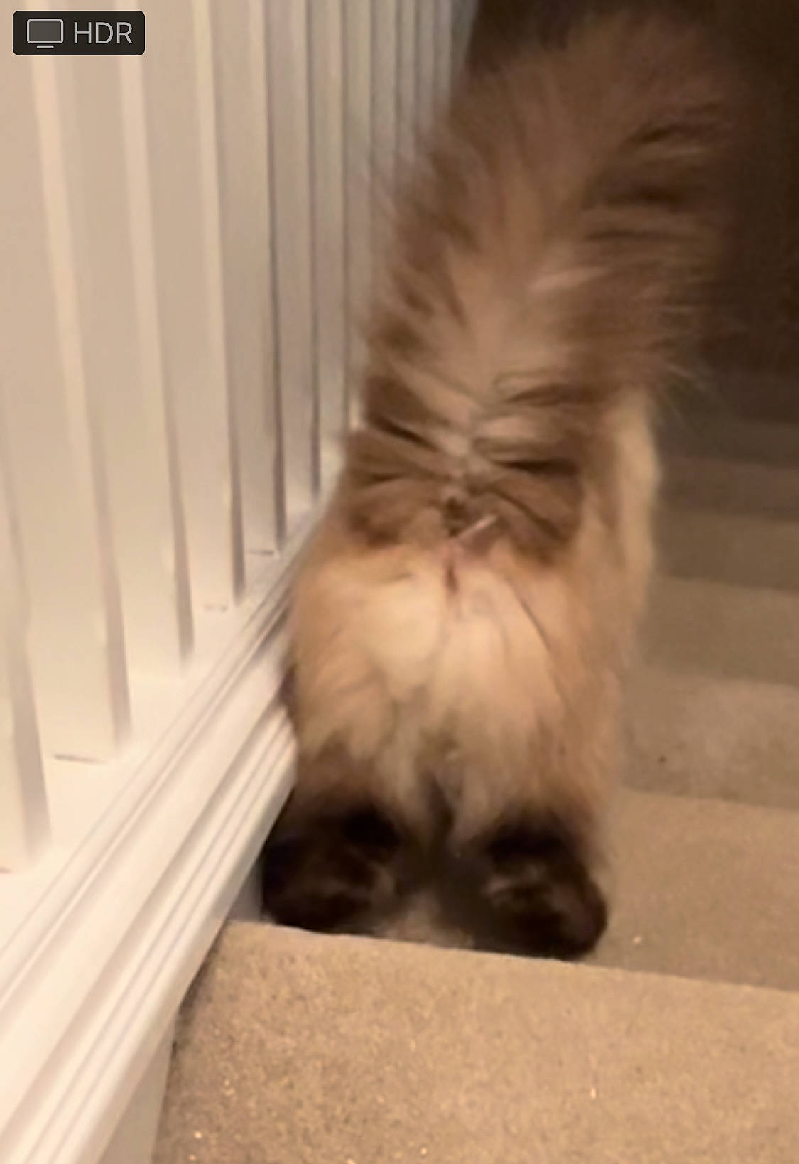 Luna-tic is registered to the contest to win money with this photo: canidae, carnivore, companion_dog, dog_breed, fawn, felidae, flooring, fur, hardwood, liver, non_sporting_group, paw, small_to_medium_sized_cats, sporting_group, tail, terrestrial_animal, toy_dog, whiskers, wood, working_animal