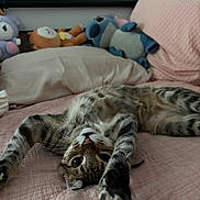 Kiara is registered to the contest to win money with this photo: bed, cat, cozy, curious_eyes, cute, feline, furniture, home, indoor, pet, pillow, pink_bedspread, plush_toys, relaxed, sleepy, soft_texture, stretching, tabby, upside_down, whiskers