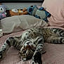 bed, cat, cozy, curious_eyes, cute, feline, furniture, home, indoor, pet, pillow, pink_bedspread, plush_toys, relaxed, sleepy, soft_texture, stretching, tabby, upside_down, whiskers