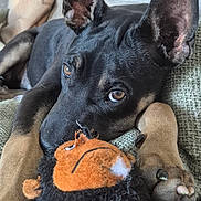 Athos participe au concours pour gagner de l'argent avec cette photo : animal, black_dog, close_up, couch, cozy, cushion, cute, dog, ears, face, home, indoors, lying_down, paws, pet, plush_toy, puppy, resting, stuffed_toy, tan_dog