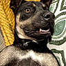 dog, pet, animal, lying_down, close_up, black_and_tan, blanket, pillow, indoor, fur, ears, teeth, face, nose, expression, resting, texture, cushion, comfort, relaxed