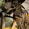 dog, cat, couch, yellow_blanket, pet, animal, indoor, cozy, snuggling, friendship, fur, relaxing, companion, home, comfort, brown_eyes, gray_cat, black_dog, paw, furniture