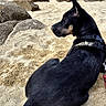 animal, beach, canine, collar, daytime, dog, landscape, leash, nature, outdoor, pet, quiet, relaxing, rocks, sand, scenic, sea, shoreline, sky, sunlight