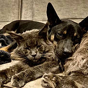 Athos participe au concours pour gagner de l'argent avec cette photo : cat, dog, pet, animal, furry, sleeping, couch, indoor, cozy, closeup, friendship, resting, companions, fur, paw, relaxing, cute, snuggling, domestic, cute_animals