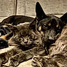 cat, dog, pet, animal, furry, sleeping, couch, indoor, cozy, closeup, friendship, resting, companions, fur, paw, relaxing, cute, snuggling, domestic, cute_animals