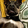 dog, pet, animal, lying_down, couch, pillow, blanket, ears, teeth, expression, indoor, fur, black, brown, white, closeup, face, portrait, funny, relaxed