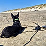 dog, black_dog, beach, sand, leash, retractable_leash, collar, dunes, blue_sky, sunny, outdoor, pet, canine, shadow, relaxing, water_bowl, daytime, nature, vacation, animal