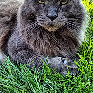 Rolex participe au concours pour gagner de l'argent avec cette photo : cat, maine_coon, gray_cat, grass, outdoor, animal, pet, fur, whiskers, ears, nature, relaxed, lying_down, greenery, garden, sunlight, daylight, mammal, close_up, wildlife