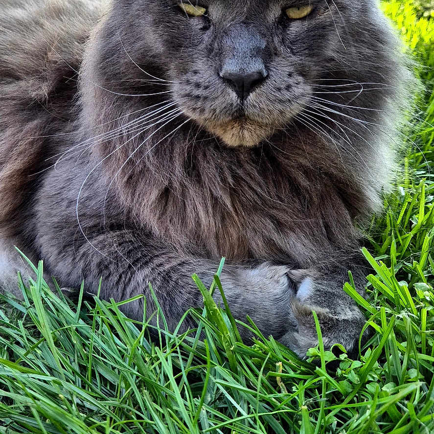 Rolex participe au concours pour gagner de l'argent avec cette photo : cat, maine_coon, gray_cat, grass, outdoor, animal, pet, fur, whiskers, ears, nature, relaxed, lying_down, greenery, garden, sunlight, daylight, mammal, close_up, wildlife