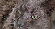 Rolex a rejoint le concours — aidez-le/la à gagner de superbes lots ! animal, cat, close_up, cozy, cute, domestic_animal, feline, fluffy, fur, gray_cat, green_eyes, indoor, laying_down, long_hair, looking_away, pet, portrait, relaxed, soft_light, whiskers