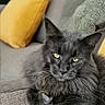 Rolex participe au concours pour gagner de l'argent avec cette photo : animal, cat, comfort, couch, cozy, eyes, feline, fur, gray_cat, gray_cushion, indoor, living_room, pet, pillow, portrait, relaxed, resting, sofa, whiskers, yellow_pillow