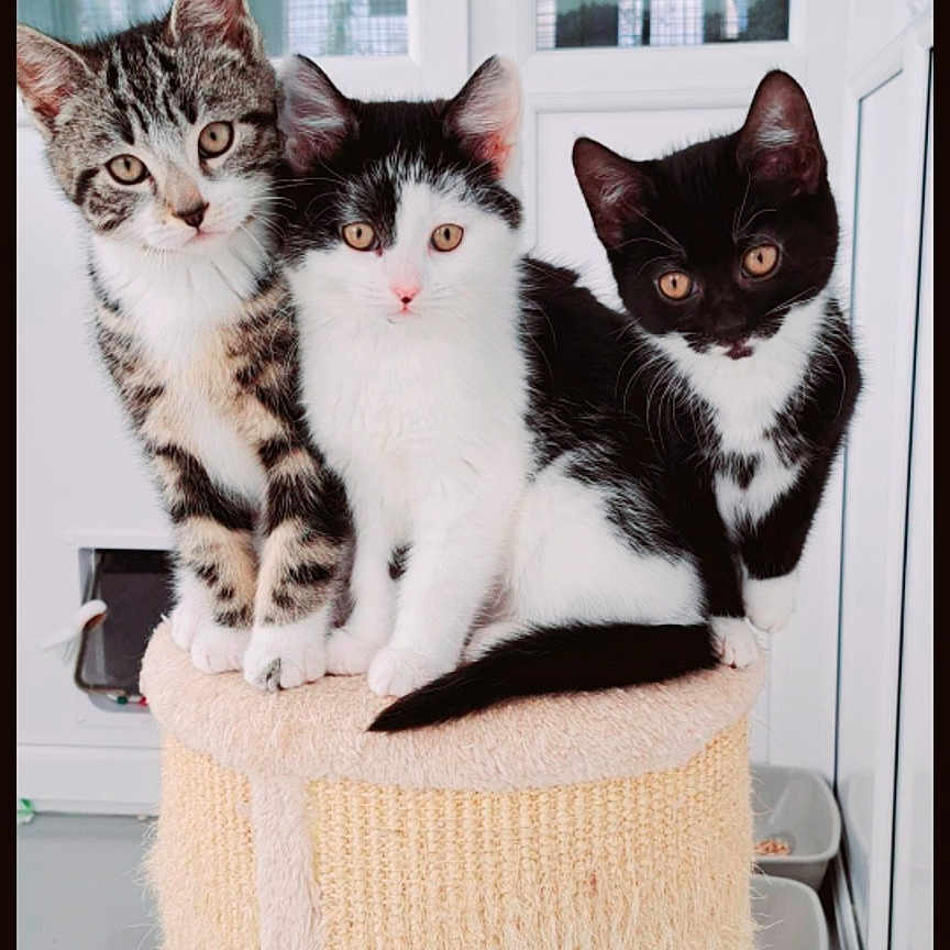 Binx joined the competition — help win amazing prizes! abyssinian, animal, architecture, basket, building, cat, chair, door, furniture, homedecor, indoors, kitten, livingroom, manx, person, pet, room, siamese, window, wood