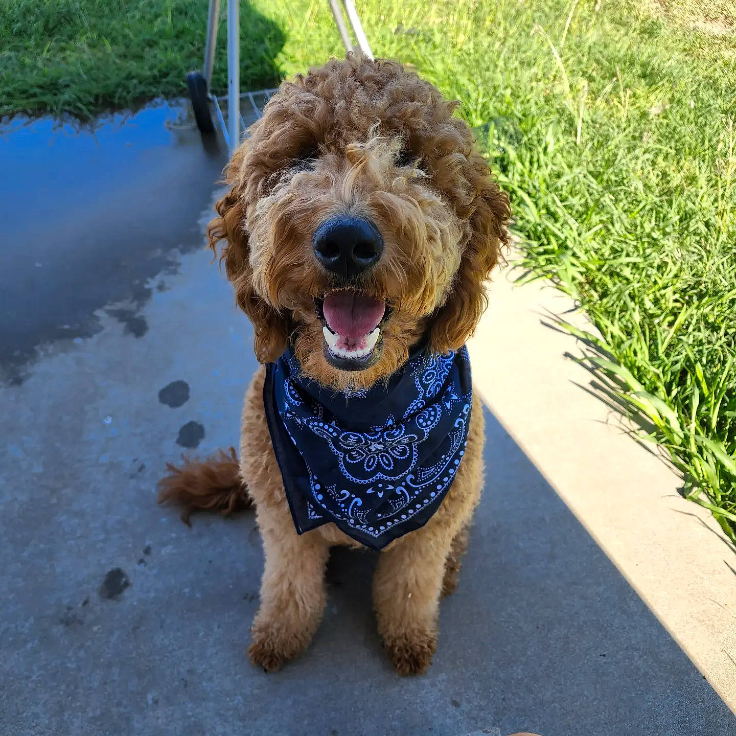 Milo joined the competition — help win amazing prizes! canidae, carnivore, collar, companion_dog, dog, dog_breed, dog_collar, dog_supply, grass, leash, plant, poodle, poodle_crossbreed, small_terrier, snout, sporting_group, terrier, toy_dog, water, water_dog