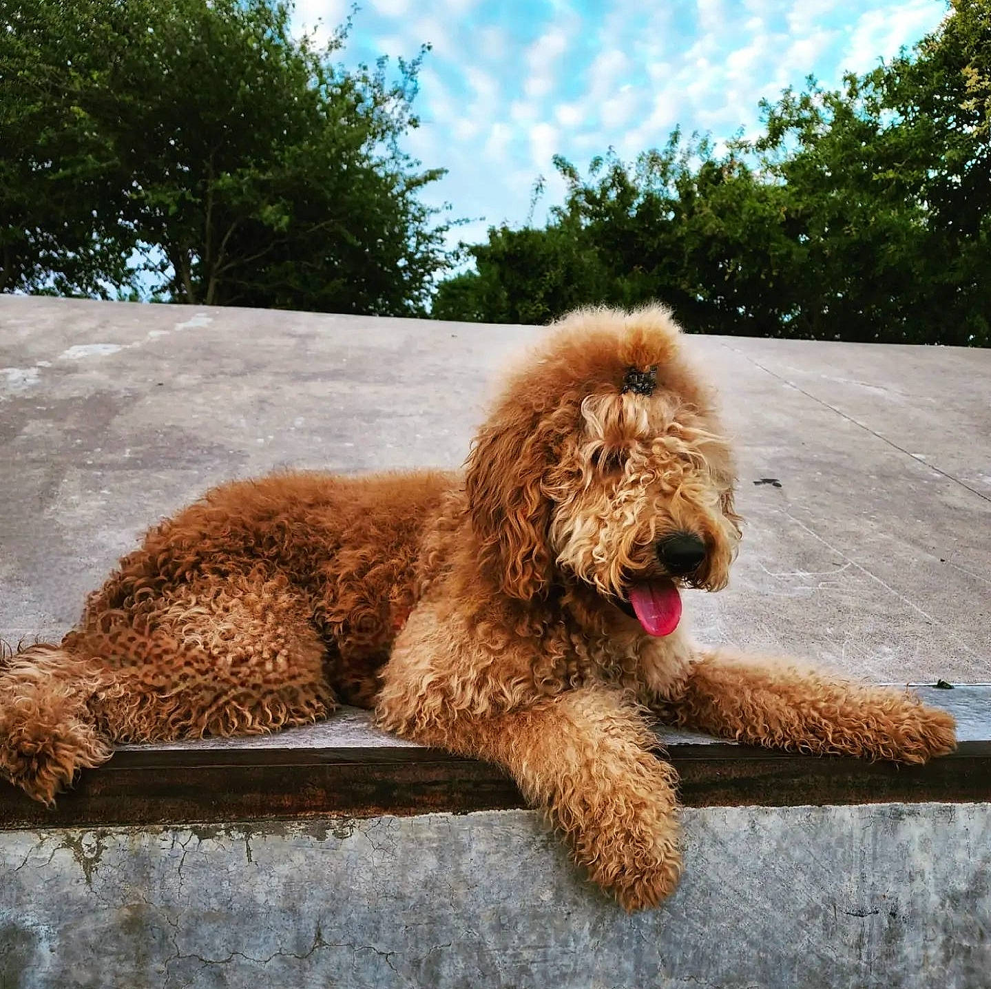 Milo joined the competition — help win amazing prizes! asphalt, canidae, carnivore, cloud, companion_dog, dog, dog_breed, fur, grass, liver, non_sporting_group, poodle, road_surface, sky, snout, sporting_group, terrestrial_animal, tree, water_dog, working_animal