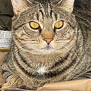 Stanley joined the competition — help win amazing prizes! cat, tabby, animal, pet, feline, closeup, golden_eyes, whiskers, fur, striped, resting, indoor, cozy, face, portrait, cute, domestic_cat, mammal, relaxed, ears