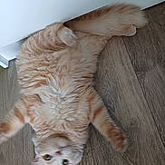 Vanille a rejoint le concours — aidez-le/la à gagner de superbes lots ! cat, orange_tabby, fluffy, lying_down, wooden_floor, pet, indoor, relaxed, curious, feline, whiskers, ears, tail, animal, domestic, cute, soft_fur, looking_up, floor, white_wall