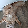 animal, cat, curious, cute, domestic, ears, feline, floor, fluffy, indoor, looking_up, lying_down, orange_tabby, pet, relaxed, soft_fur, tail, whiskers, white_wall, wooden_floor