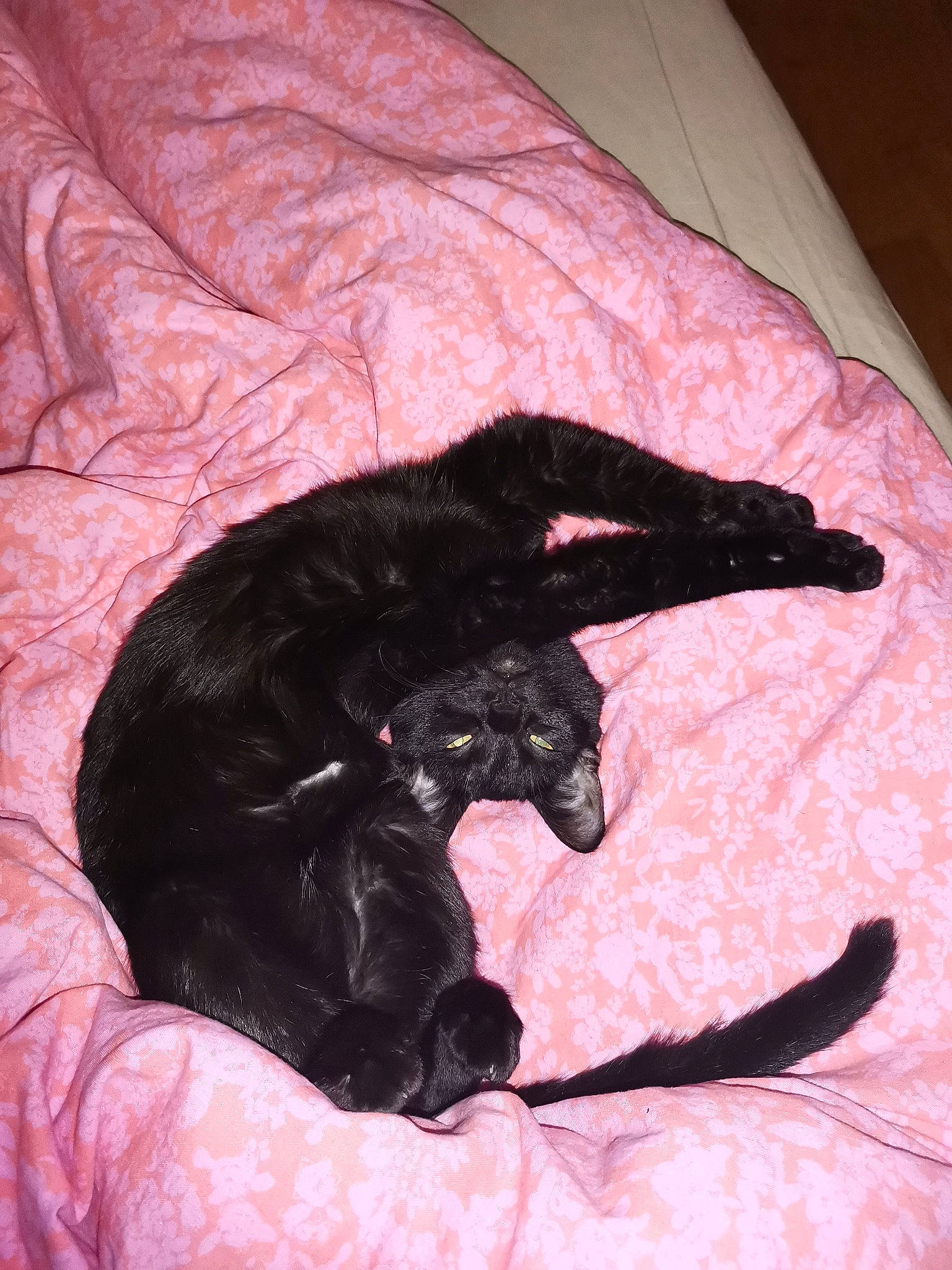 Kali a rejoint le concours — aidez-le/la à gagner de superbes lots ! black_cat, bombay, canidae, carmine, carnivore, cat, claw, comfort, dog_breed, domestic_short_haired_cat, felidae, fur, linens, small_to_medium_sized_cats, snout, sporting_group, tail, terrestrial_animal, tints_and_shades, whiskers