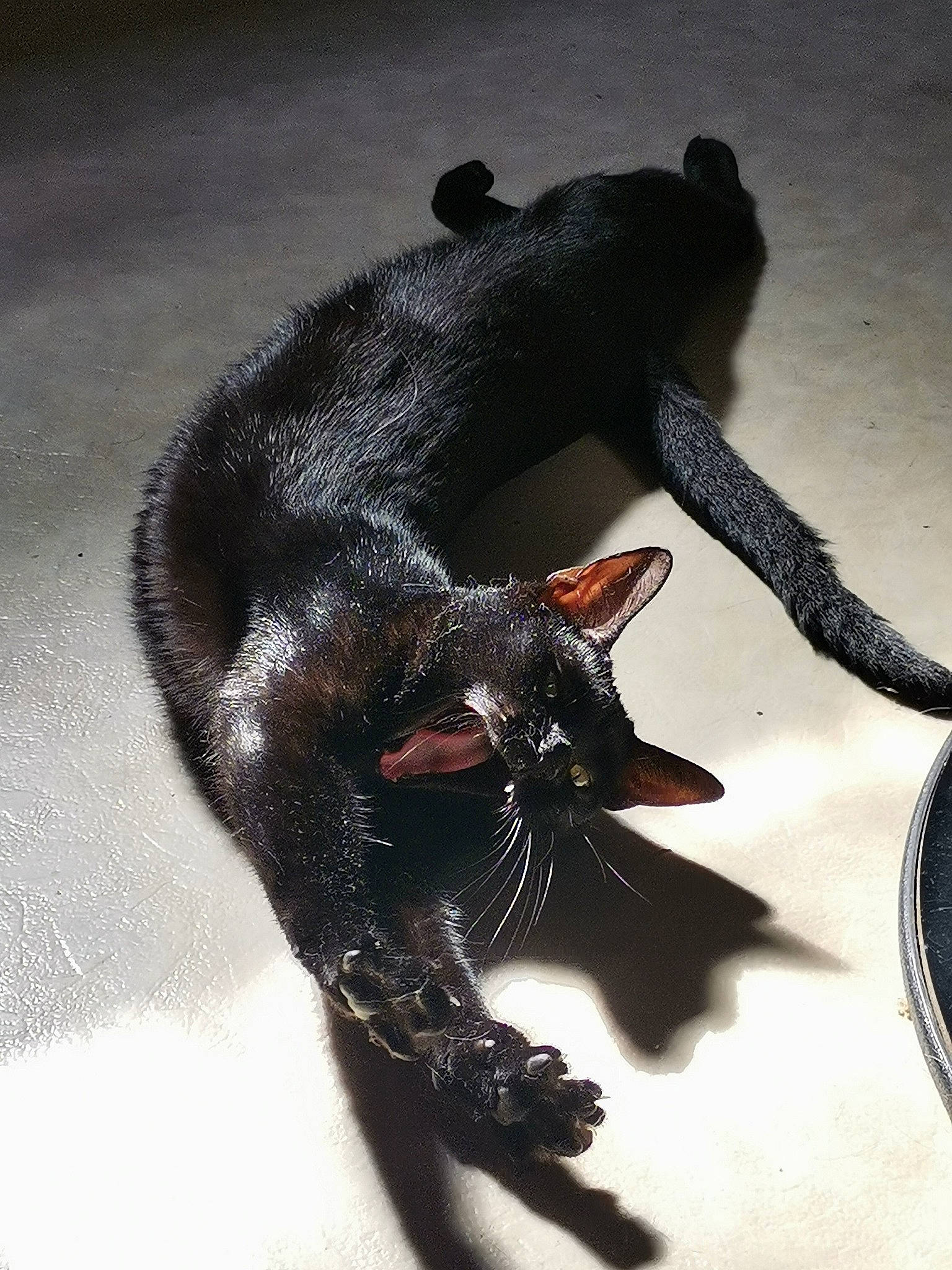 Kali a rejoint le concours — aidez-le/la à gagner de superbes lots ! carnivore, cat, claw, dog_breed, felidae, fur, liquid, paw, shadow, small_to_medium_sized_cats, snout, tail, terrestrial_animal, whiskers