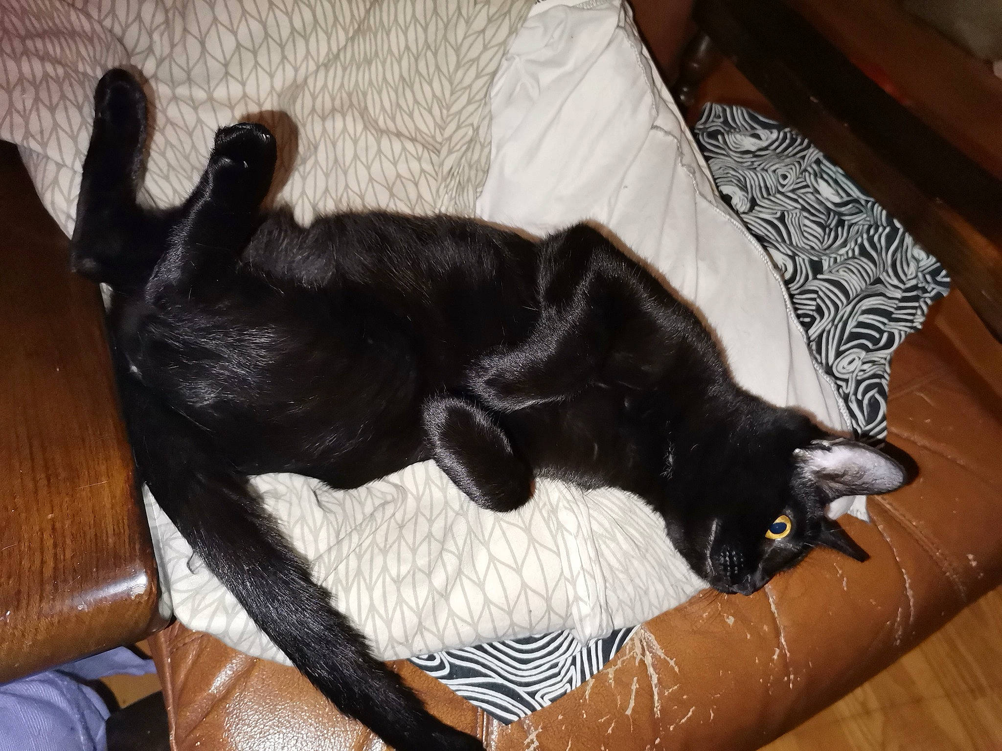 Kali a rejoint le concours — aidez-le/la à gagner de superbes lots ! black_cat, bombay, carnivore, cat, claw, comfort, companion_dog, couch, dog_breed, domestic_short_haired_cat, felidae, flooring, fur, hardwood, small_to_medium_sized_cats, snout, sporting_group, tail, terrestrial_animal, whiskers