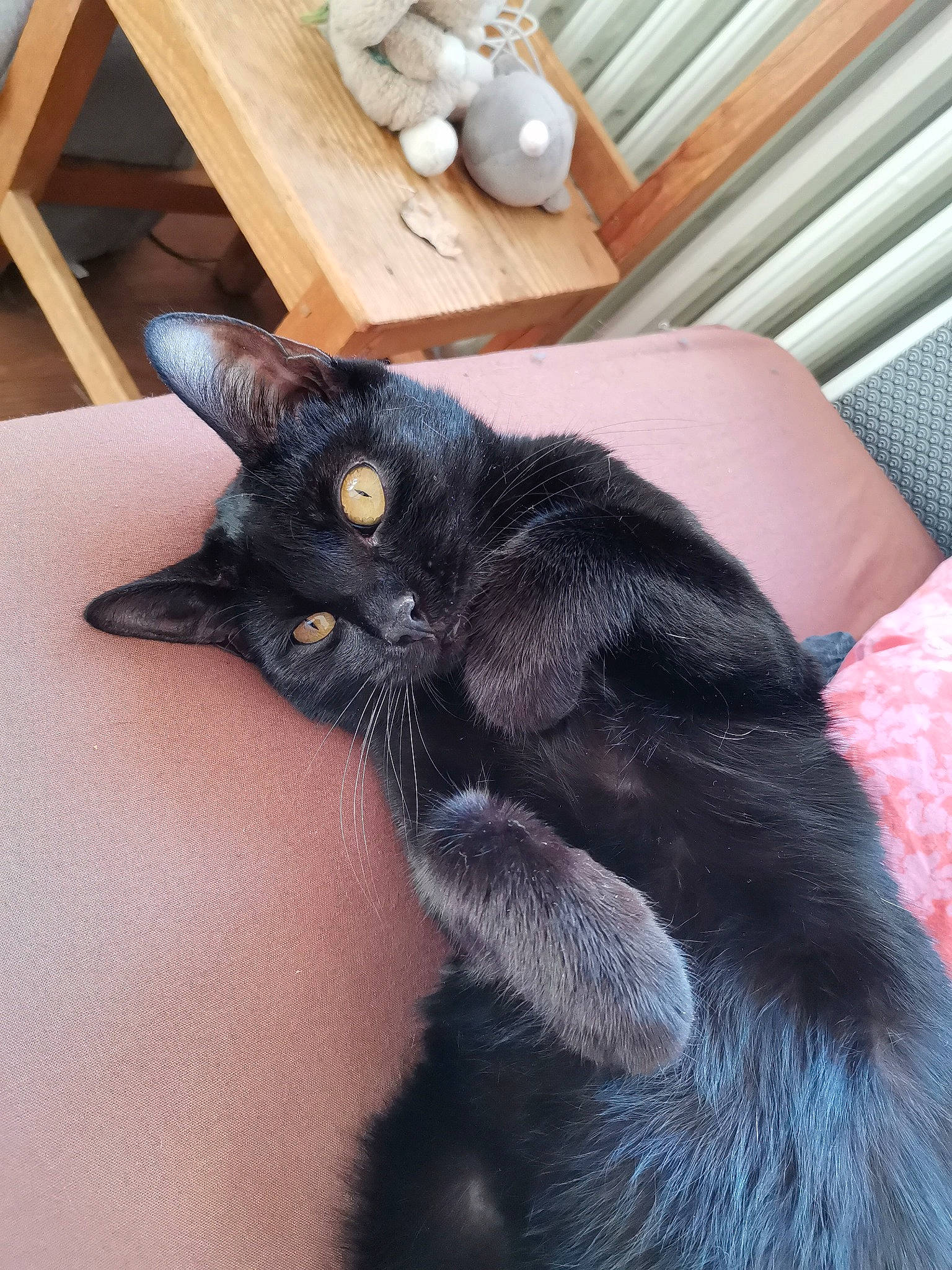 Kali a rejoint le concours — aidez-le/la à gagner de superbes lots ! ball, black_cat, bombay, carnivore, cat, claw, comfort, domestic_short_haired_cat, ear, felidae, foot, fur, gesture, hardwood, nail, small_to_medium_sized_cats, tail, toy, whiskers, wood