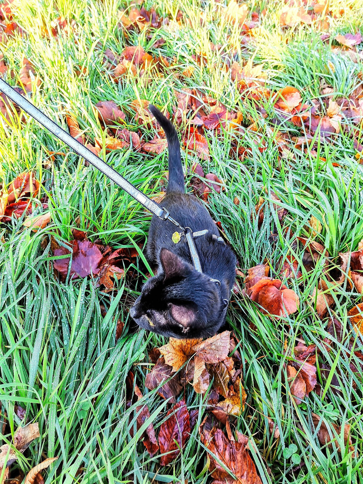 Kali participe au concours pour gagner de l'argent avec cette photo : beak, bird, canidae, carmine, dog_breed, flowering_plant, grass, groundcover, phasianidae, plant, poales, shrub, sporting_group, terrestrial_animal, terrestrial_plant