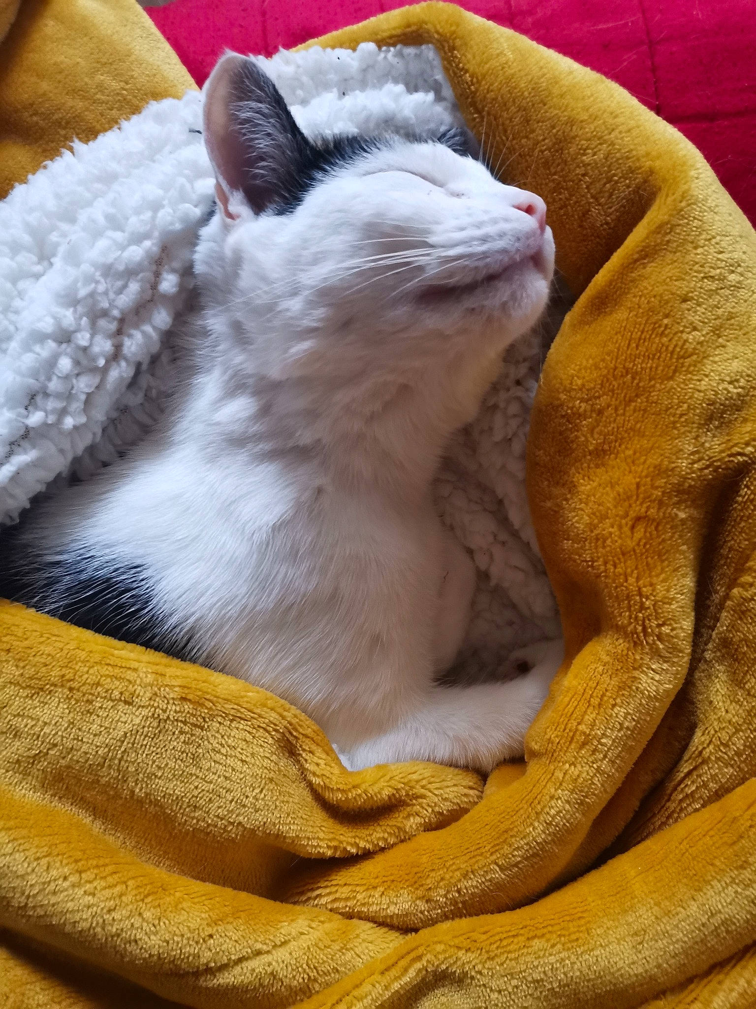 Charlie participe au concours pour gagner de l'argent avec cette photo : art, carnivore, cat, cat_supply, claw, comfort, domestic_short_haired_cat, fawn, felidae, fur, nap, paw, small_to_medium_sized_cats, snout, tail, terrestrial_animal, vertebrate, whiskers, wood