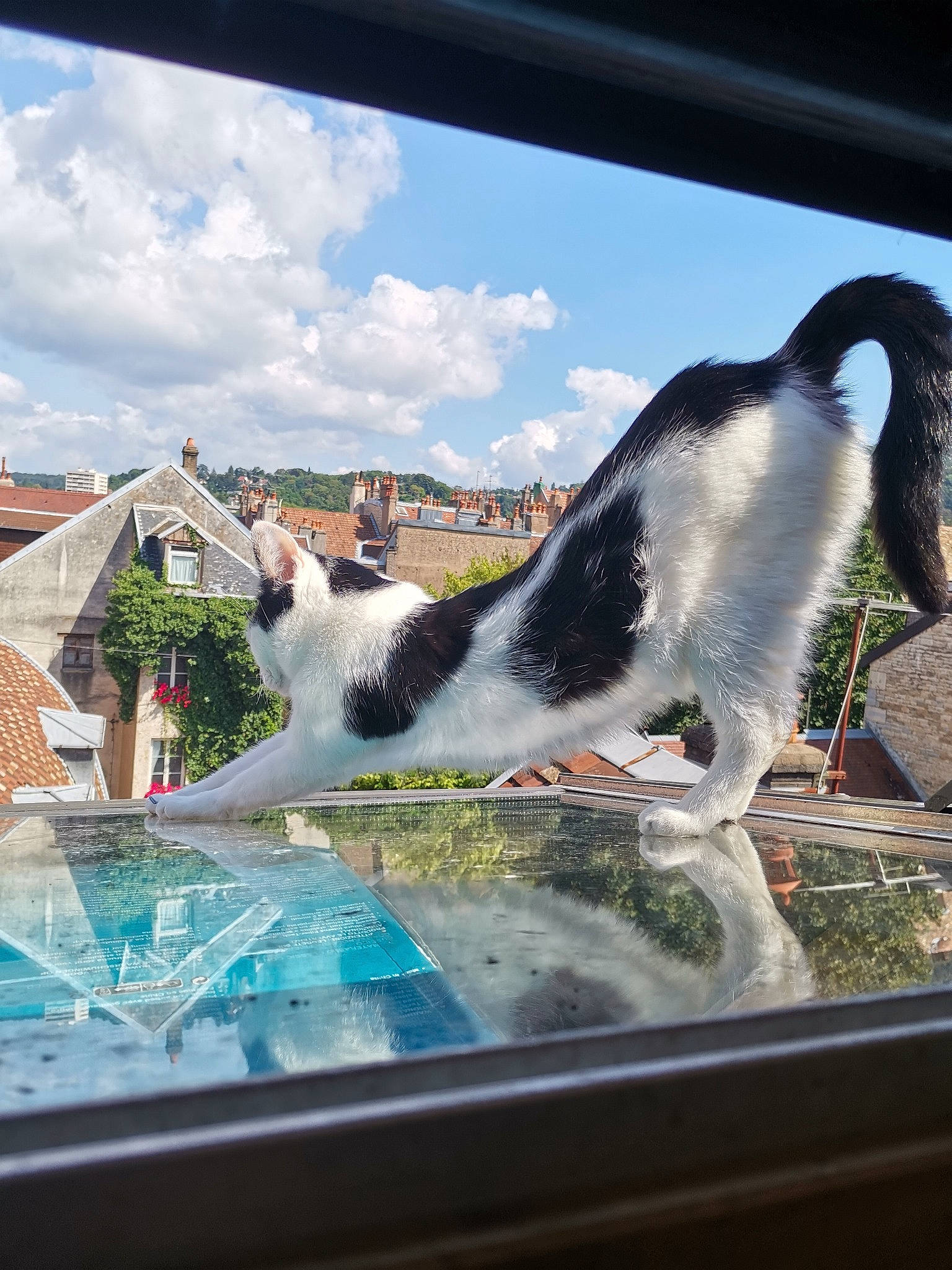 Charlie a rejoint le concours — aidez-le/la à gagner de superbes lots ! art, automotive_exterior, automotive_window_part, building, carnivore, cloud, dog_breed, felidae, glass, hood, leisure, roof, sky, small_to_medium_sized_cats, vehicle_door, water, whiskers, window, windscreen_wiper, windshield