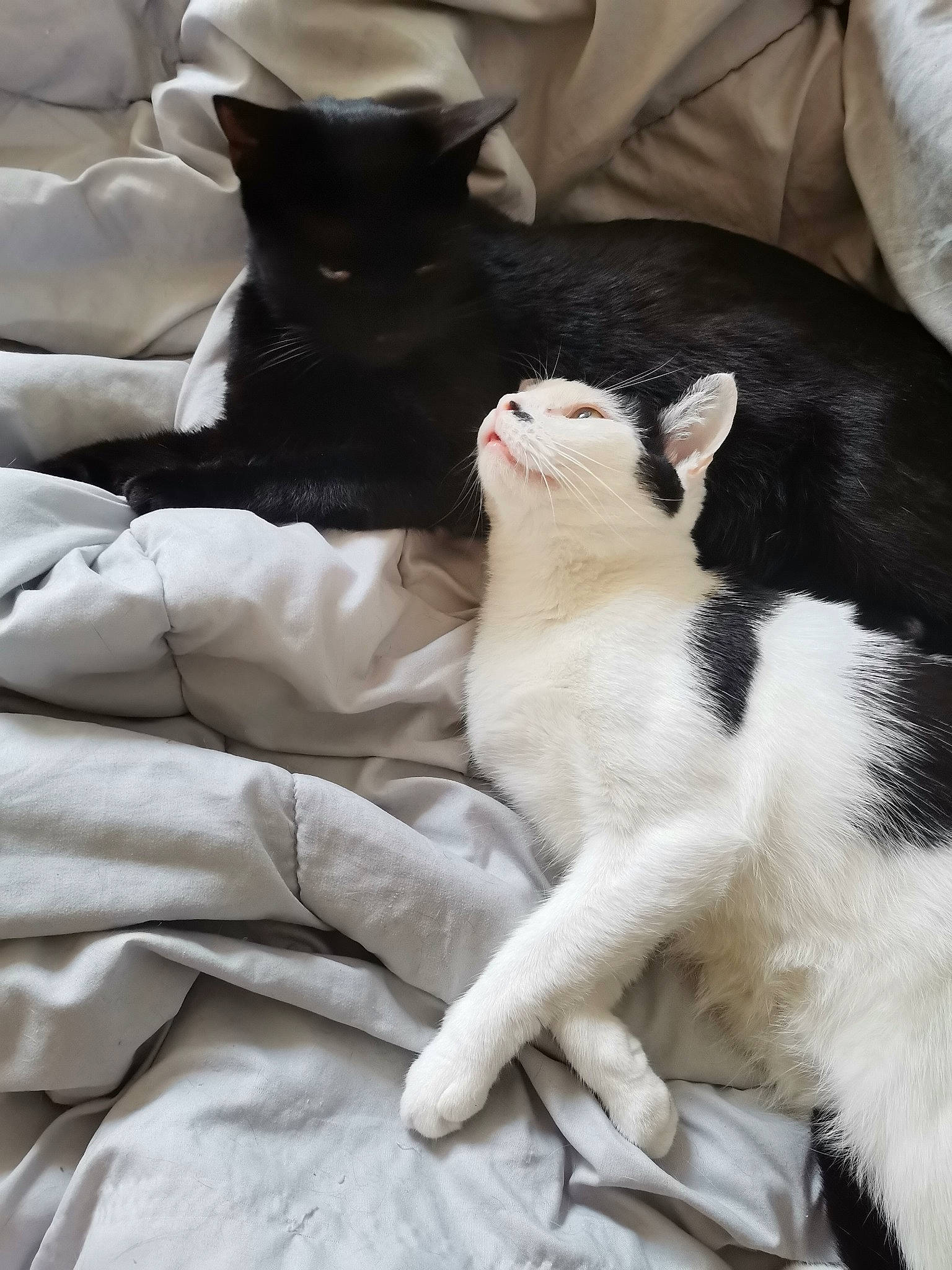 Charlie participe au concours pour gagner de l'argent avec cette photo : carnivore, cat, claw, comfort, domestic_short_haired_cat, felidae, fur, grey, linens, mammal, nap, paw, small_to_medium_sized_cats, tail, terrestrial_animal, textile, vertebrate, whiskers, white