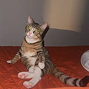 Mazikeen is registered to the contest to win money with this photo: alert, animal, bed, cat, cozy, curious, cute, domestic_cat, feline, fur, house_pet, indoor, orange_bedspread, pet, pink_paws, resting, sitting, striped_tail, tabby, whiskers