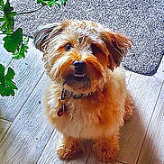 Whiskey is registered to the contest to win money with this photo: dog, pet, fluffy, curly_hair, indoor, floor, plant, leaf, rug, collar, cute, smiling, looking_up, small_dog, fur, domestic_animal, companion, animal, friendly, adorable