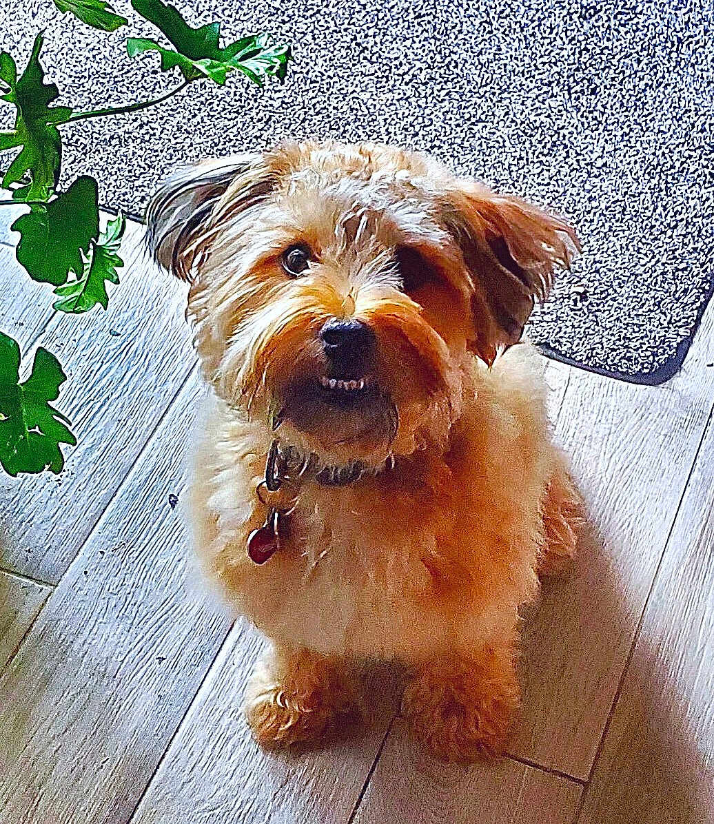 Whiskey is registered to the contest to win money with this photo: dog, pet, fluffy, curly_hair, indoor, floor, plant, leaf, rug, collar, cute, smiling, looking_up, small_dog, fur, domestic_animal, companion, animal, friendly, adorable