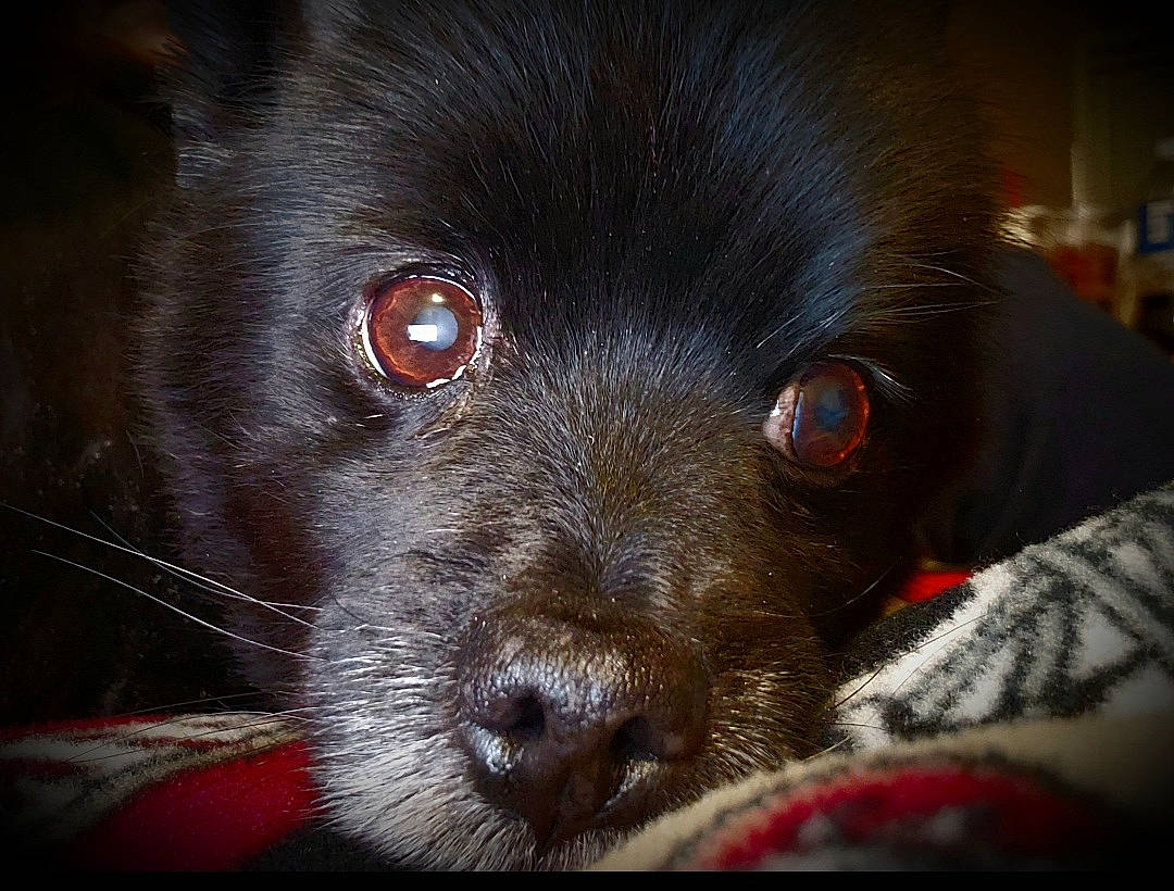 Furby is registered to the contest to win money with this photo: borador, canidae, carnivore, companion_dog, darkness, dog, dog_breed, fur, gun_dog, liver, non_sporting_group, snout, sporting_group, terrestrial_animal, whiskers, working_animal