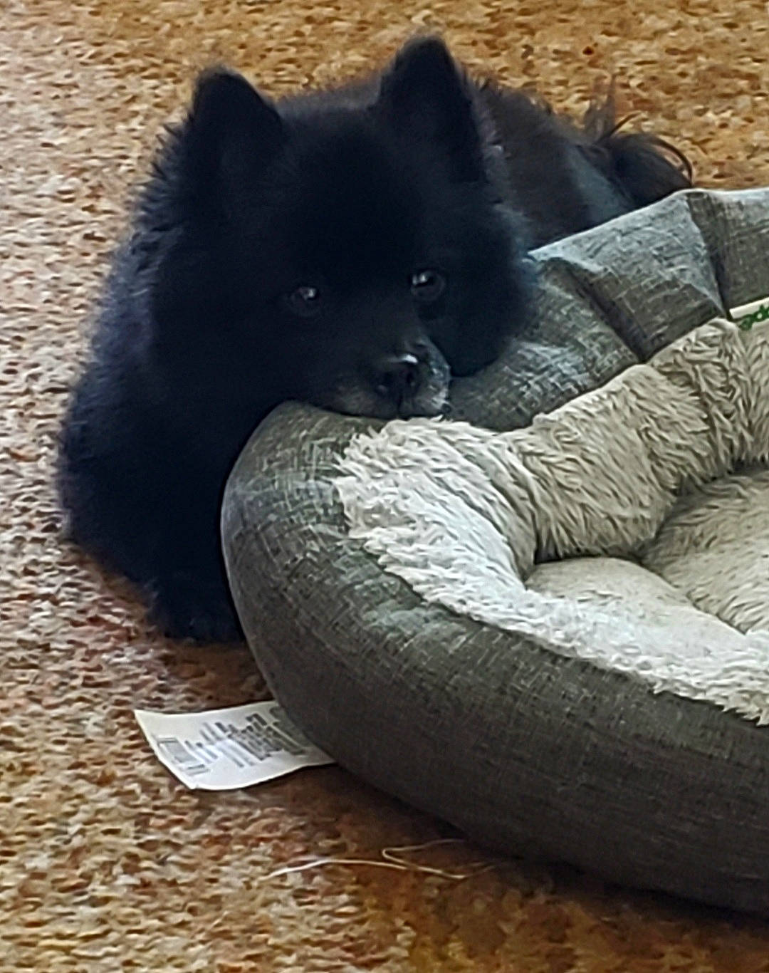 Furby joined the competition — help win amazing prizes! automotive_tire, canidae, carnivore, comfort, companion_dog, dog, dog_breed, foot, fur, german_spitz_mittel, grass, non_sporting_group, sitting, snout, sporting_group, tail, terrestrial_animal, working_animal, working_dog