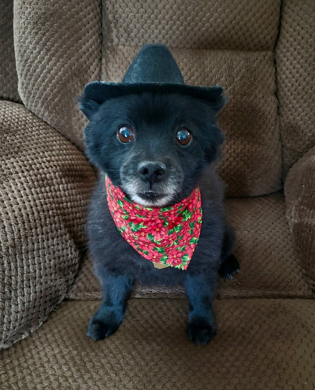 Furby is registered to the contest to win money with this photo: carnivore, collar, comfort, companion_dog, costume_hat, couch, dog, dog_breed, dog_supply, fashion_accessory, fawn, fedora, fur, grey, hat, snout, sporting_group, tail, whiskers, working_animal