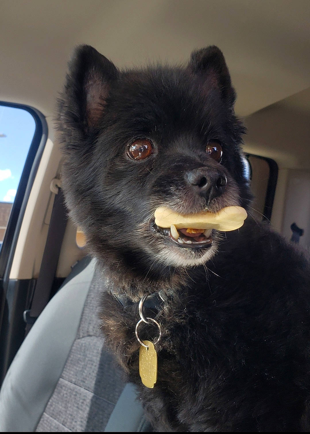 Furby is registered to the contest to win money with this photo: canidae, carnivore, collar, companion_dog, dog, dog_breed, dog_collar, fur, giant_dog_breed, jaw, leash, snout, spitz, sporting_group, toy_dog, vehicle, whiskers, windshield, working_animal, working_dog