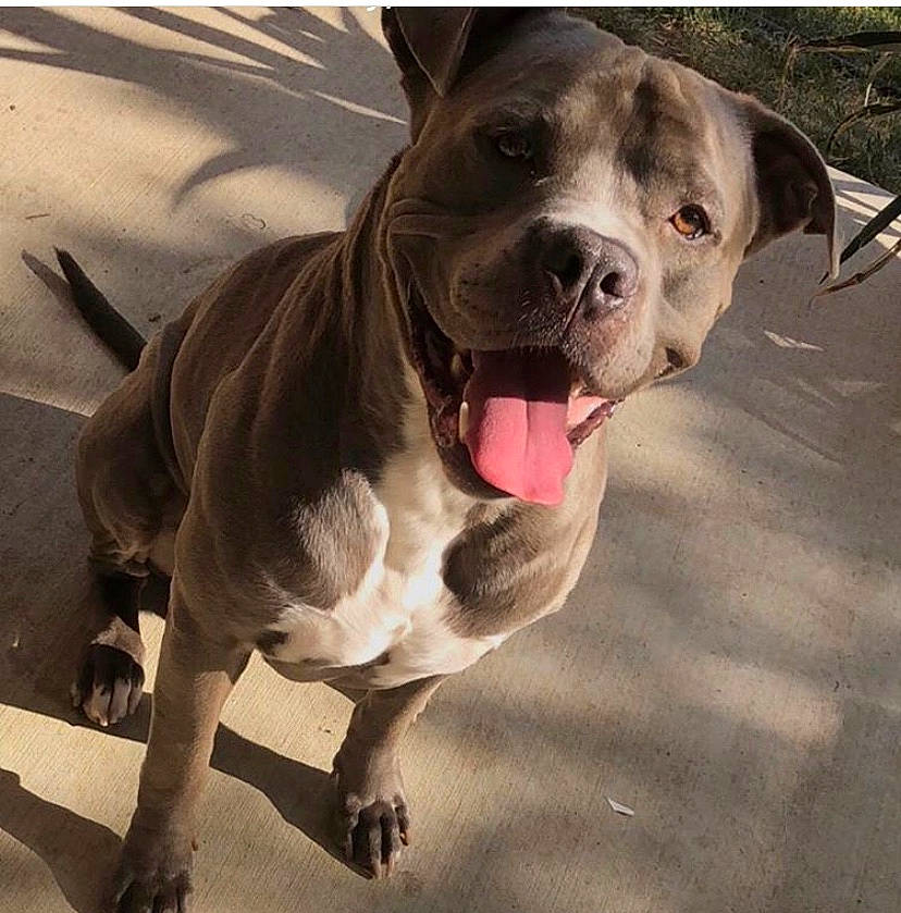 Tysonn joined the competition — help win amazing prizes! american_bulldog, american_pit_bull_terrier, american_staffordshire_terrier, bandog, bully_kutta, canidae, carnivore, dog, dog_breed, dog_walking, fawn, mammal, non_sporting_group, nose, pit_bull, rare_breed_dog, snout, sporting_group, valley_bulldog, vertebrate