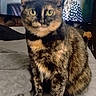 Rambie is registered to the contest to win money with this photo: cat, tortoiseshell_cat, pet, animal, feline, sitting, bed, bedroom, fur, black_and_orange, yellow_eyes, upright, portrait, indoors, home, blanket, person, long_hair, serious_expression, cozy