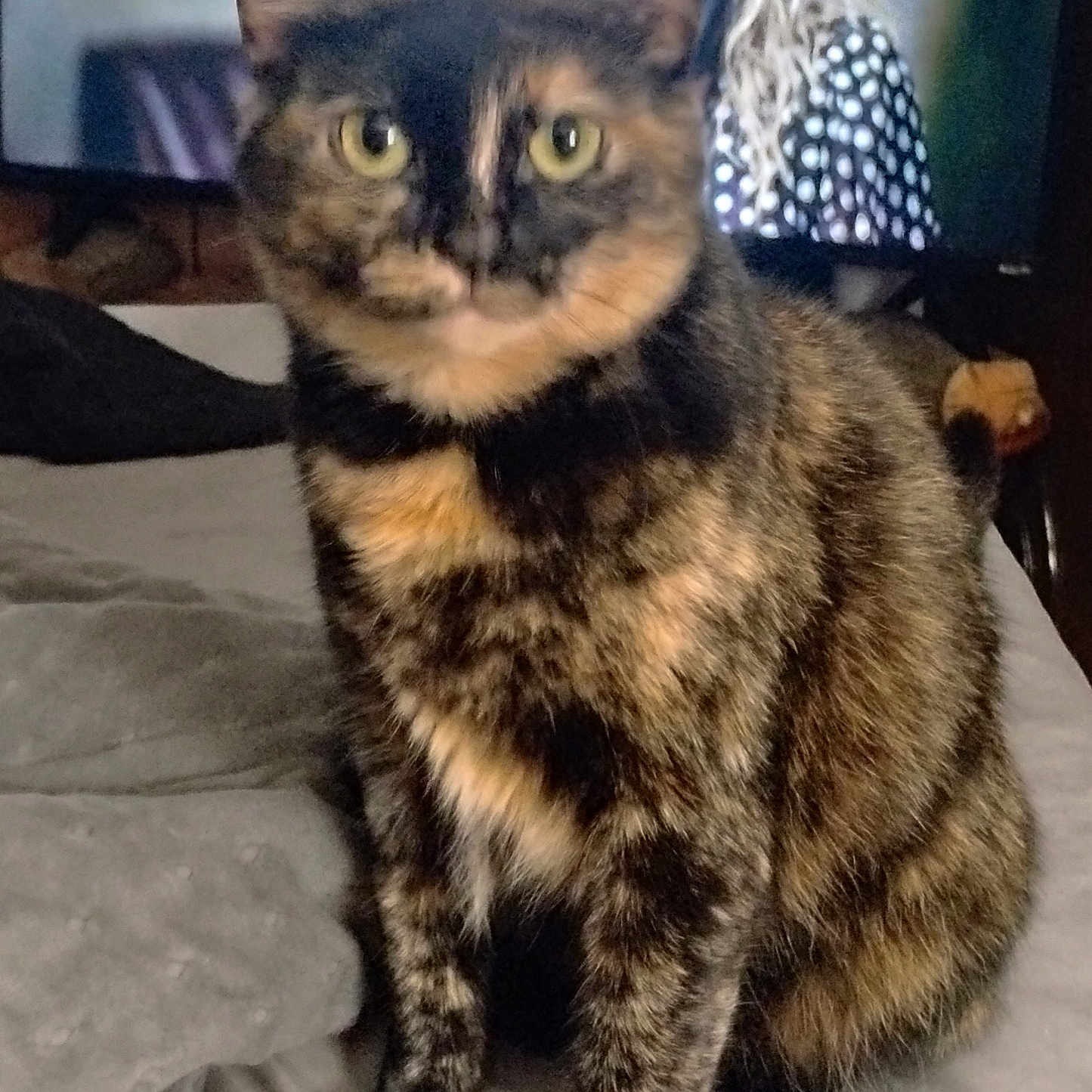 Rambie is registered to the contest to win money with this photo: cat, tortoiseshell_cat, pet, animal, feline, sitting, bed, bedroom, fur, black_and_orange, yellow_eyes, upright, portrait, indoors, home, blanket, person, long_hair, serious_expression, cozy
