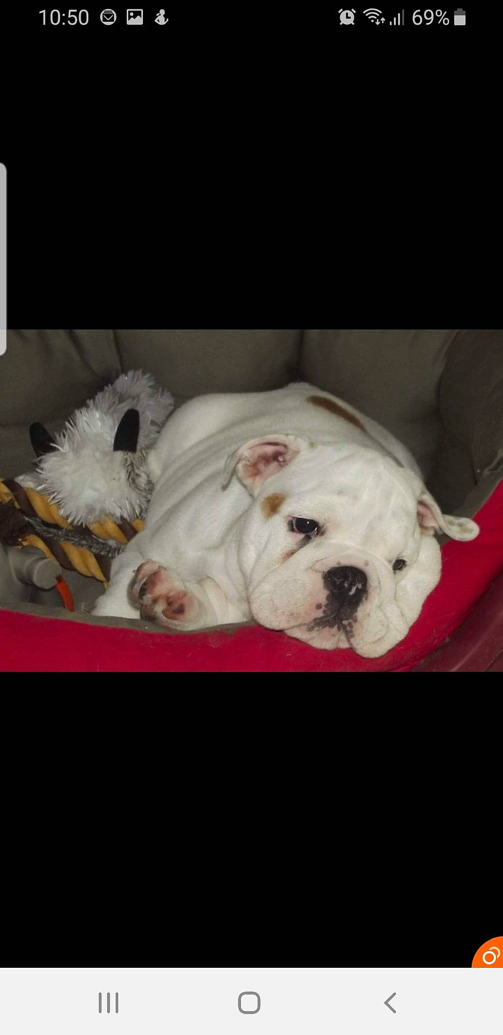 Ivoire a rejoint le concours — aidez-le/la à gagner de superbes lots ! american_bulldog, australian_bulldog, bulldog, canidae, carnivore, companion_dog, dog, dog_breed, french_bulldog, mammal, non_sporting_group, nose, old_english_bulldog, olde_english_bulldogge, puppy, rare_breed_dog, snout, toy_bulldog, vertebrate, white_english_bulldog