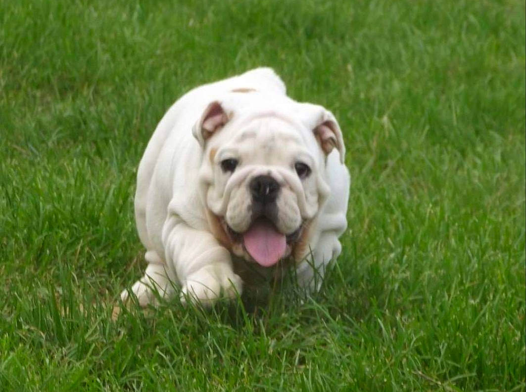 Ivoire participe au concours pour gagner de l'argent avec cette photo : american_bulldog, australian_bulldog, british_bulldogs, bulldog, canidae, carnivore, companion_dog, dog, dog_breed, dorset_olde_tyme_bulldogge, grass, mammal, non_sporting_group, old_english_bulldog, olde_english_bulldogge, renascence_bulldogge, snout, toy_bulldog, vertebrate, white_english_bulldog