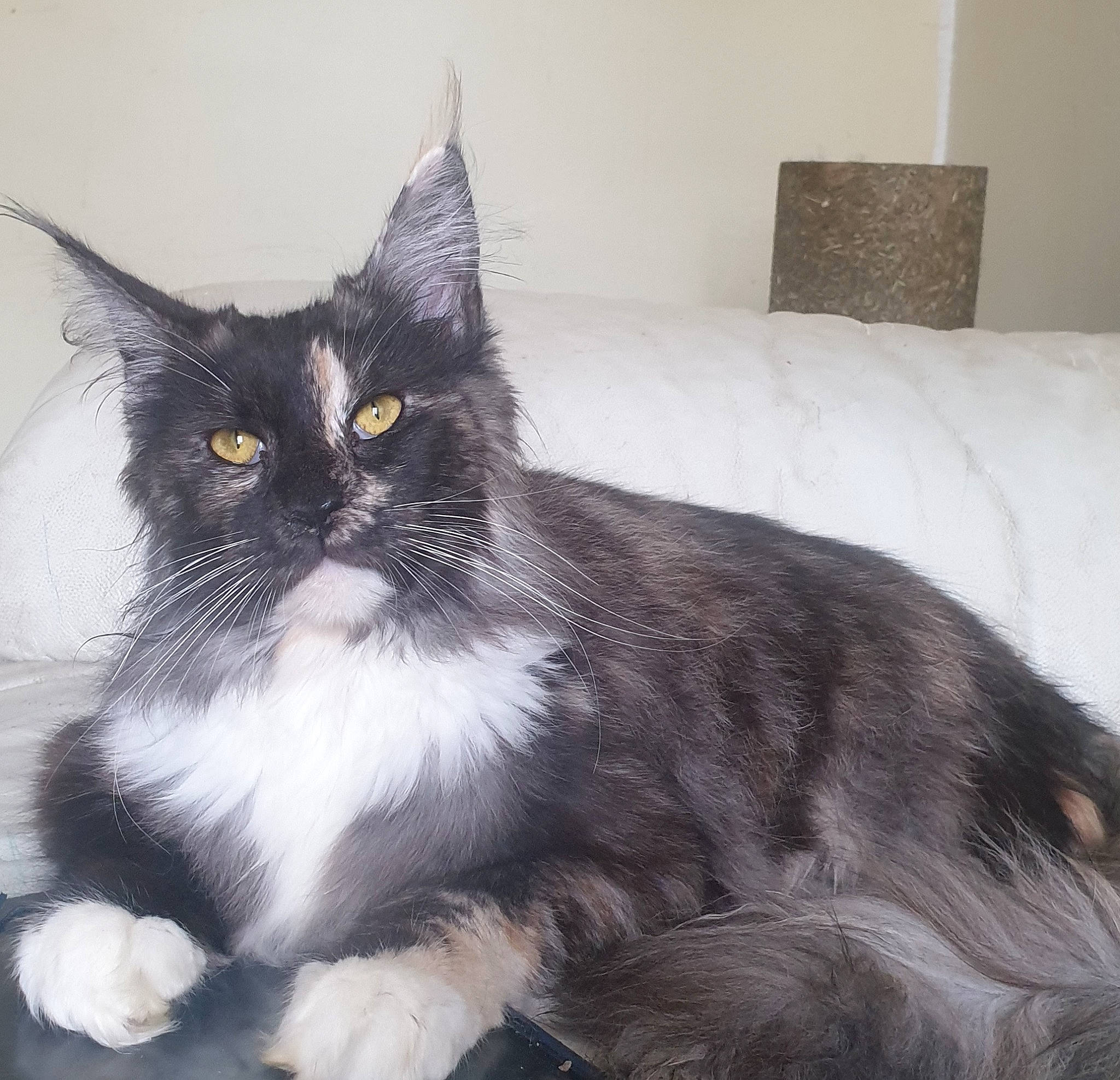 Plume a rejoint le concours — aidez-le/la à gagner de superbes lots ! asian, asian_semi_longhair, british_semi_longhair, carnivore, cat, domestic_long_haired_cat, felidae, fur, kitten, maine_coon, mammal, norwegian_forest_cat, persian, ragamuffin, small_to_medium_sized_cats, tail, turkish_angora, vertebrate, whiskers