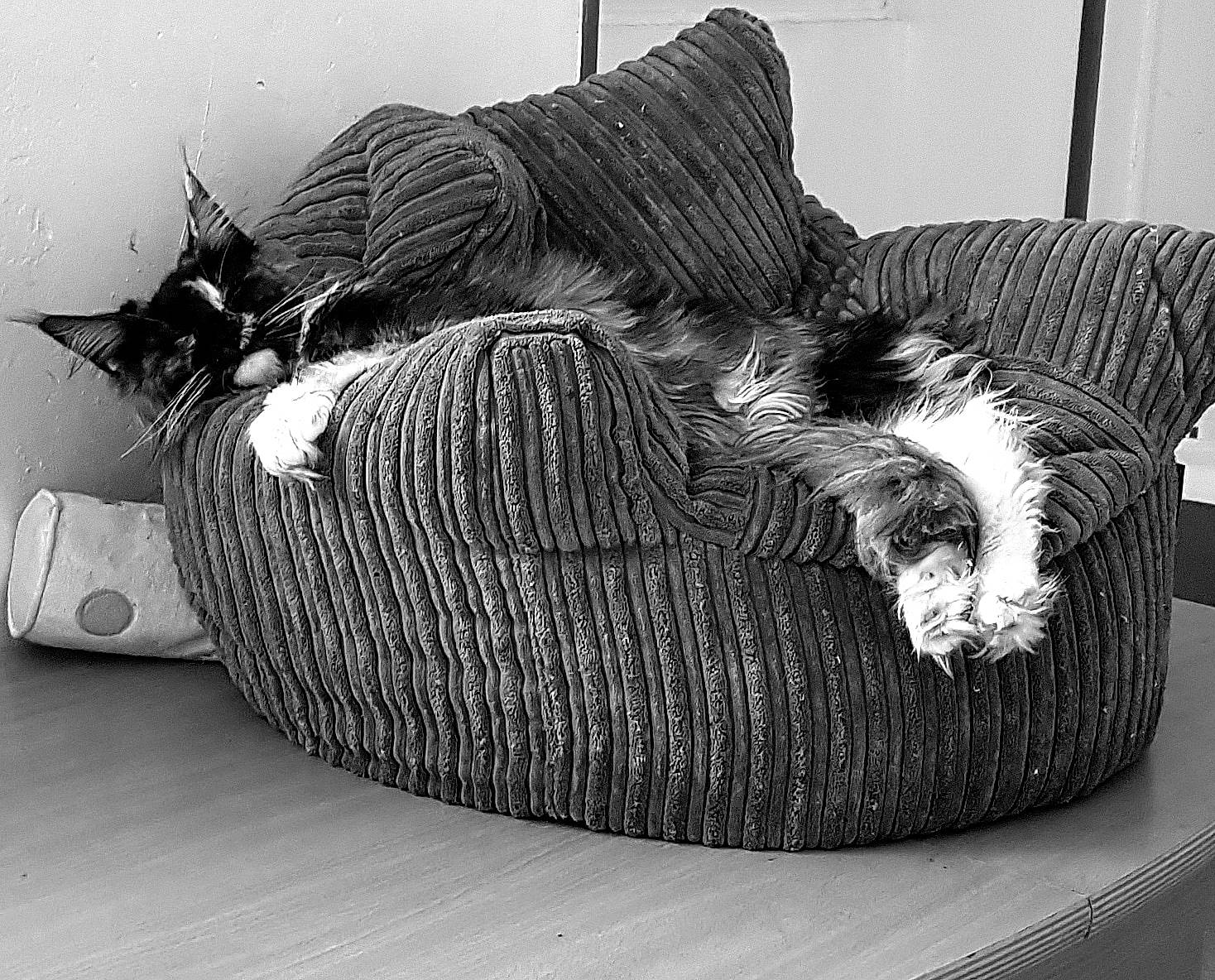 Plume participe au concours pour gagner de l'argent avec cette photo : black_and_white, carnivore, cat, cat_bed, comfort, couch, felidae, furniture, kitten, nap, small_to_medium_sized_cats, tabby_cat, whiskers, wicker