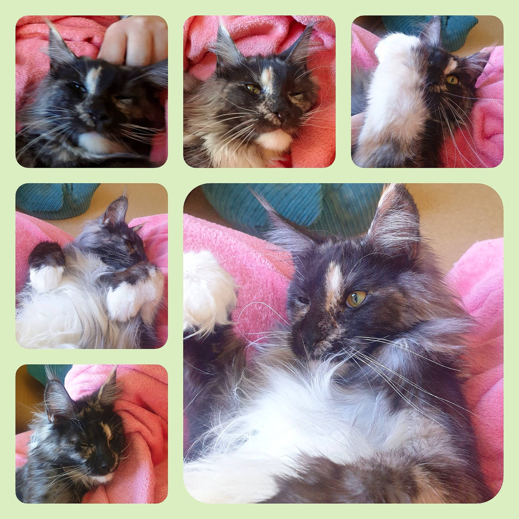 Plume a rejoint le concours — aidez-le/la à gagner de superbes lots ! art, carnivore, cat, collage, ear, felidae, fur, kitten, maine_coon, norwegian_forest_cat, paw, polydactyl_cat, small_to_medium_sized_cats, whiskers